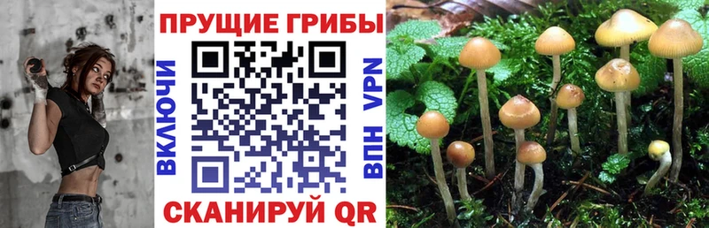 Псилоцибиновые грибы мицелий  Верхняя Тура 